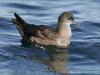 Short-tailed Shearwater