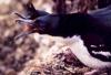 Stewart Island Shag