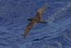 Wedge-tailed Shearwater