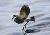 White-faced Storm Petrel