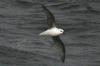 White-headed Petrel