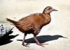 Stewart Island weka