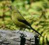 Bellbird