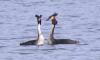Australasian Crested Grebe