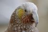 South Island kaka