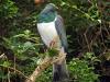New Zealand Pigeon