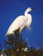 White Heron