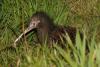North Island Brown Kiwi