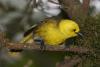 Yellowhead